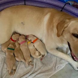 Labrador Retriever Puppies from Jewell Labradors