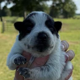 Cap - Blue male Australian Cattle Dog puppy in Devalls Bluff, Arkansas from Coolhand's Australian Cattle Dogs