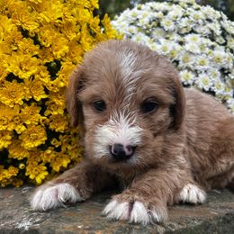 Hank - Caramel male Labradoodle puppy in English, Indiana from Doodle Darlings