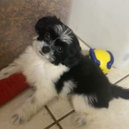 Dash - Companion Cross puppy from Puppies Full of Love