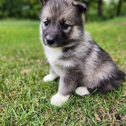 Siberian Husky Puppies from Light Foot Kennel