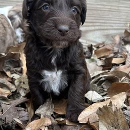 Girl 5 - Brown and white female Aussiedoodle puppy in Hillsboro, Illinois from Perfect Paws Puppies