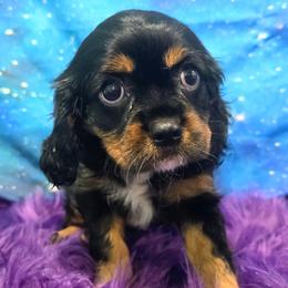 Deverra - Black and tan female Cavalier King Charles Spaniel puppy in Neosho, Missouri from Pups on the Ridge