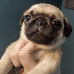 Pugs from Prentice Family Pugs
