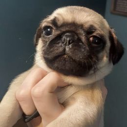Pugs from Prentice Family Pugs