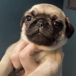 Pugs from Prentice Family Pugs