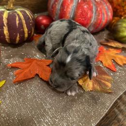 Female 2 - Blue merle female Aussiedoodle puppy in Lexington, Alabama from Johnson’s Highland Pride Aussiedoodles