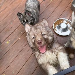 Chewie - Brown and white male Siberian Husky puppy in Upton, Massachusetts from Toe Bean Huskies