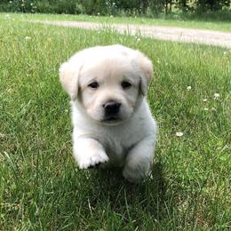 Labrador Retriever Puppies from New England Premier English Labradors