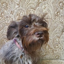 Nache - Miniature Schnauzer