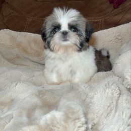 Katherine - Tricolor female Shih Tzu puppy in Fresno, California from Jas’ ClassnSass