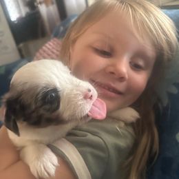 Rumi - Blue merle female Miniature Australian Shepherd puppy in Interlachen, Florida from Lucky Bones Miniature Australian Shepherds