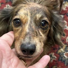 Mya - Dachshund