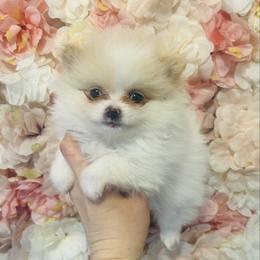 Biscoff - Cream parti female Pomeranian puppy in Buck Valley, Pennsylvania from Buck Valley Pomeranians