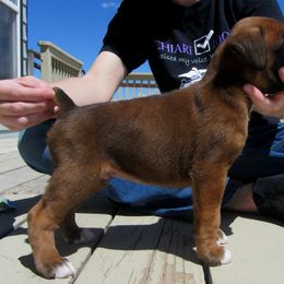 Boxer Puppies from Vintage Boxers