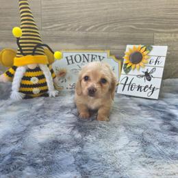 Cruella - Cream female Dachshund puppy in Indianapolis, Indiana from Homegrown Hoosier Dachshunds