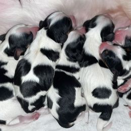 Cavalier King Charles Spaniel Puppies from Cassie’s Cavaliers