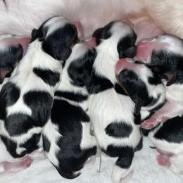 Cavalier King Charles Spaniel Puppies from Cassie’s Cavaliers