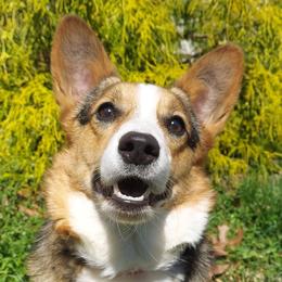 Pembroke Welsh Corgis from River Run Farm Kennels