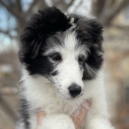 Shetland Sheepdogs from Lacewood Shetland Sheepdogs