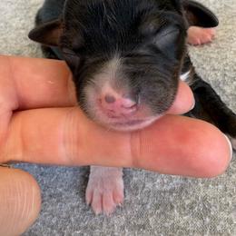 Lou - Black tri female Miniature Australian Shepherd puppy in Friend, Nebraska from Mid-Plains Mini Aussies