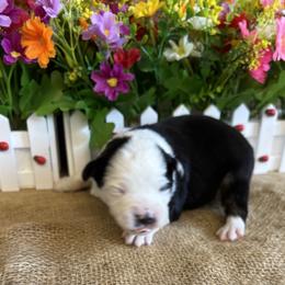 Boy 1 - Black tri male Miniature American Shepherd puppy in Cowlitz County, Washington from Pleasant Woods Miniature American Shepherds