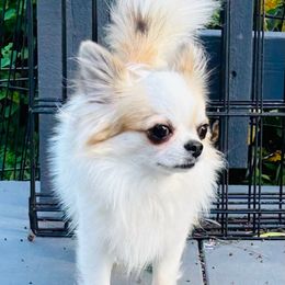 Rocket - Fawn and white male Chihuahua puppy in El Sobrante, California from Dolce Coco Chihuahuas