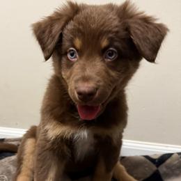 Aurora - Red tri-color female Australian Shepherd puppy in East Hartford, Connecticut from CT Aussies