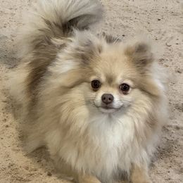 Fawn - Pomeranian