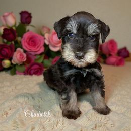 Chadwick - Liver male Miniature Schnauzer puppy in Kentucky from Mrs Bs Teeny Schnauzers & Doodles