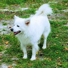 Ice - American Eskimo Dog