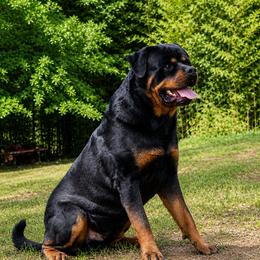 Ceaser - Rottweiler