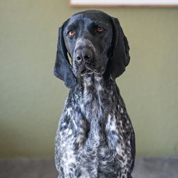 Theia - German Shorthaired Pointer