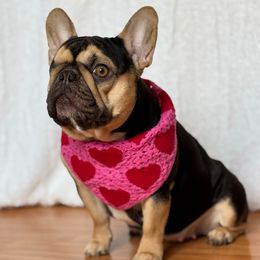 Charlevoix - French Bulldog