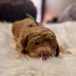 Zeus - Red  male Goldendoodle puppy in Arlington, Texas from Chambers Doodle Patch