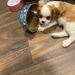 Cavalier King Charles Spaniel Puppies from Austin Cavaliers