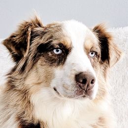 Australian Shepherd puppies from Naches Heights Ranch