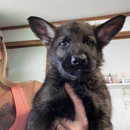 Cash - German Shepherd puppy in Bonne Terre, Missouri from Skaggs Shepherds