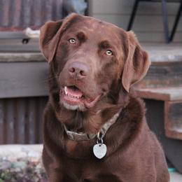 Labrador Retrievers from Bitterroot Valley Antler Labs