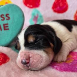 Boy 5 - Black white and brown male Basset Hound puppy in Denison, Texas from Emma Lou's Baby Bassets