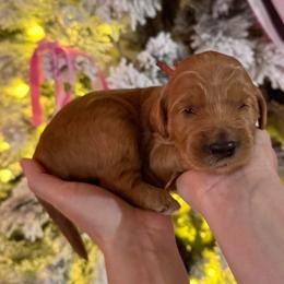 Woodstock (Orange Collar) - Red  male Goldendoodle puppy in Bay City, Texas from Charming Doods