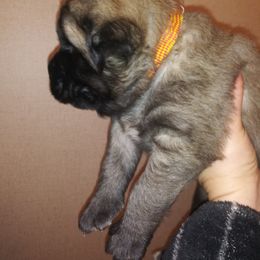 Mastiff Puppies from Storytime Mastiffs