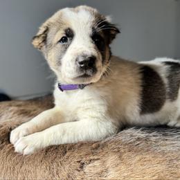 Purple Collar Girl - Brindle female Central Asian Shepherd Dog puppy in Markleysburg, Pennsylvania from Wolf Mountain Farm