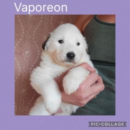 Vaporean - White and badger female Great Pyrenees puppy in Mikado, Michigan from Brittain Family Farm