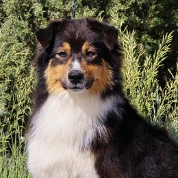 Molly - Australian Shepherd