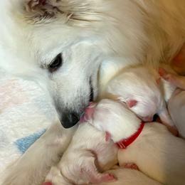 Boy 1 - White male Japanese Spitz puppy in Sebastopol, California from IMag Japanese Spitz