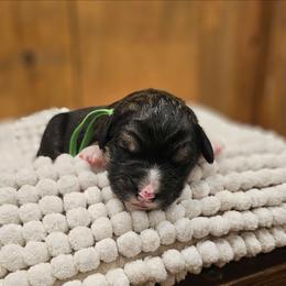 Green - Sable male Bernedoodle puppy in Shelby, North Carolina from Forever Grateful Doodles