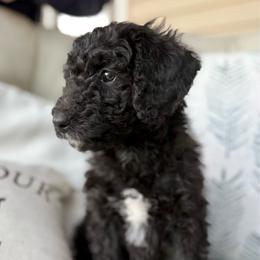 Green Girl (Ginny) - Black and white female Bernedoodle puppy in Moulton, Alabama from Triple W Doodles