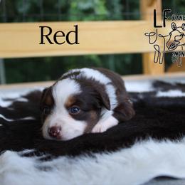 Red - Red tri-color female Miniature American Shepherd puppy in Franklin, Kentucky from LF Ranch
