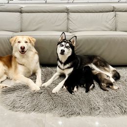 Maltese and Siberian Husky Puppies from Nyx’s Pack